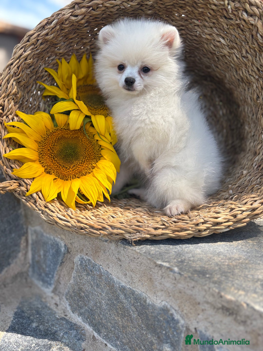Pomerania perros en venta: Pomerania hembra blanca para entregar - Imagen 2