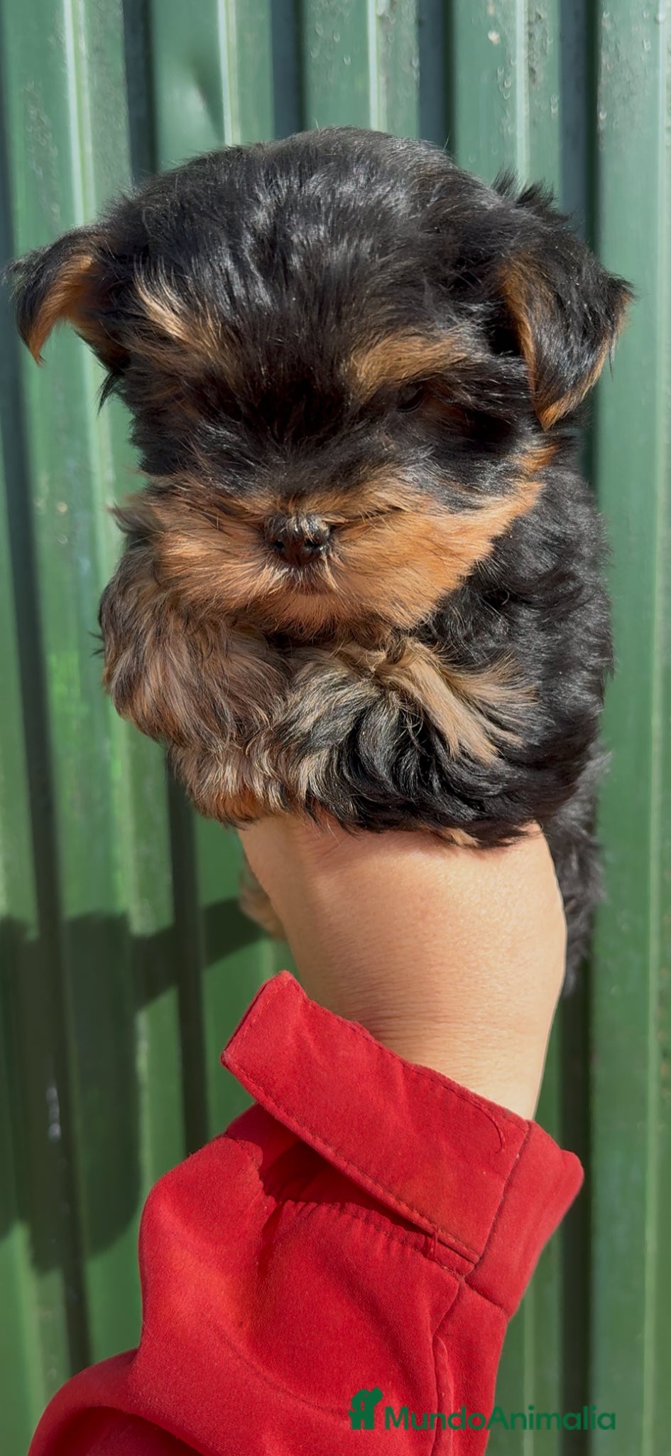 Yorkshire Terrier perros Yorkshire toy - Anuncio 1