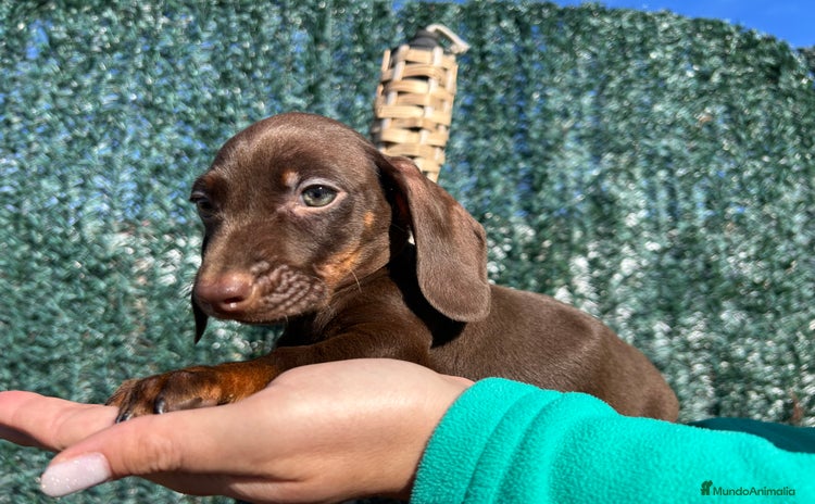 Teckel Miniatura perros Teckel miniatura chocolate  - Anuncio 1