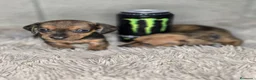 Teckel Miniatura perros en venta: Teckel macho mini hoja seca - Anuncio 3