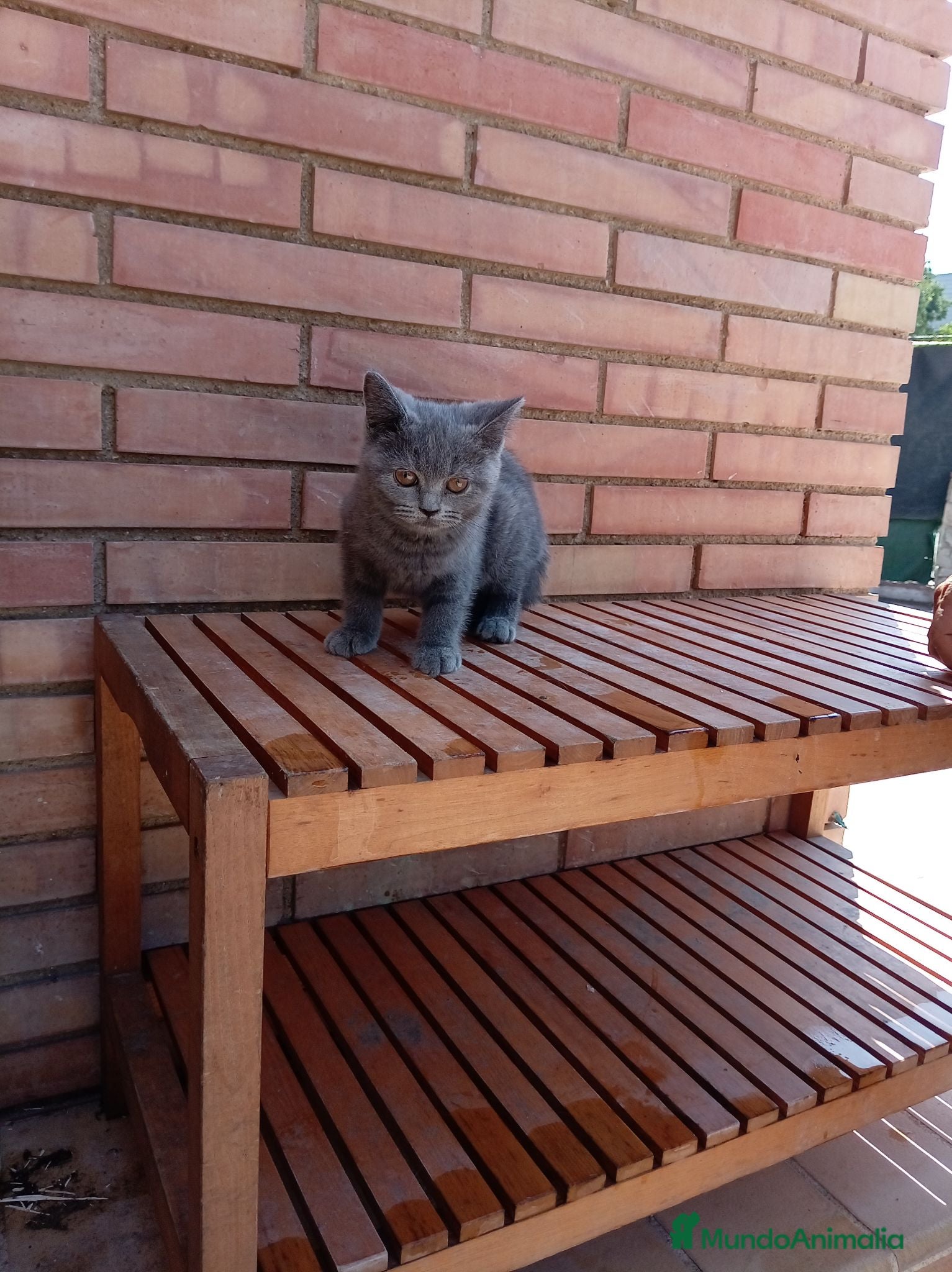 Británico de Pelo Corto Azul gatos Brithis - Anuncio 1