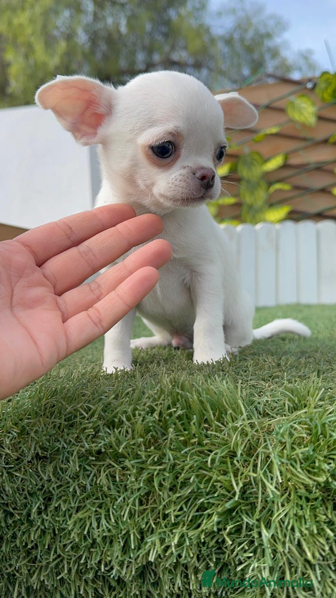 Chihuahua perros en venta: CHIHUAHUA MACHO - Imagen 9
