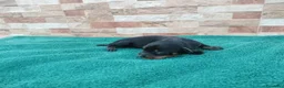 Teckel Miniatura perros en venta: Teckels Miniaturas de calidad - Anuncio 12