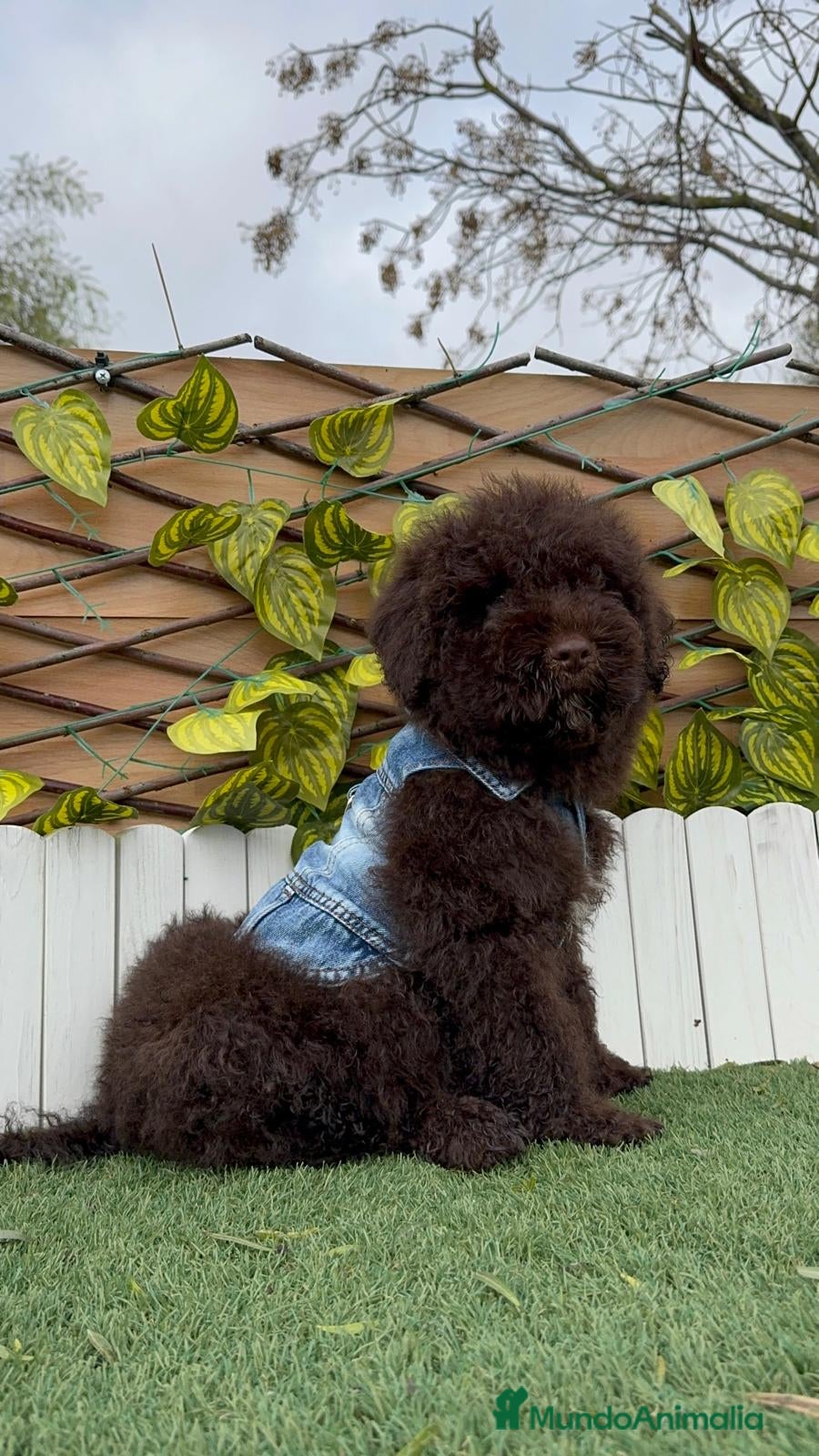 Perro de Agua Español perros PERRO DE AGUA ESPAÑOL - Anuncio 2