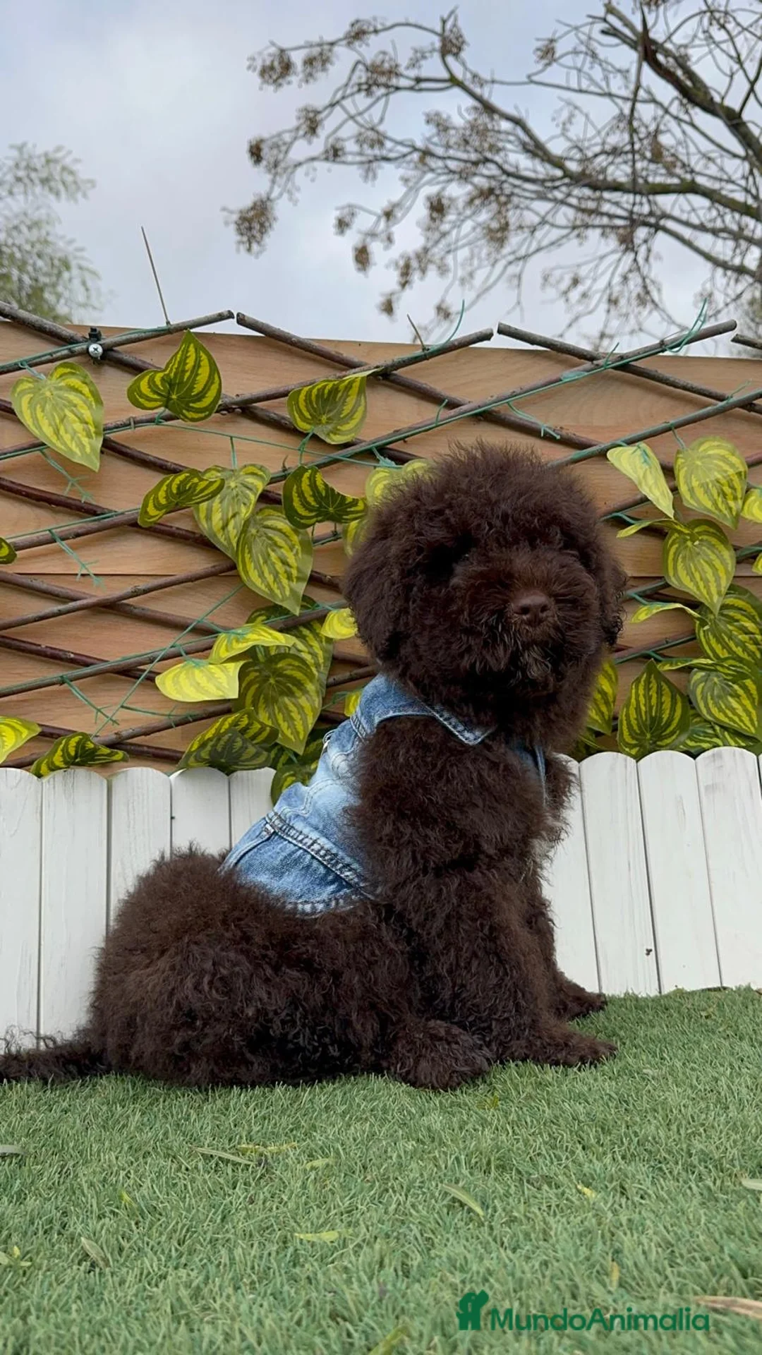 Perro de Agua Español perros en venta: PERRO DE AGUA ESPAÑOL - Anuncio 2