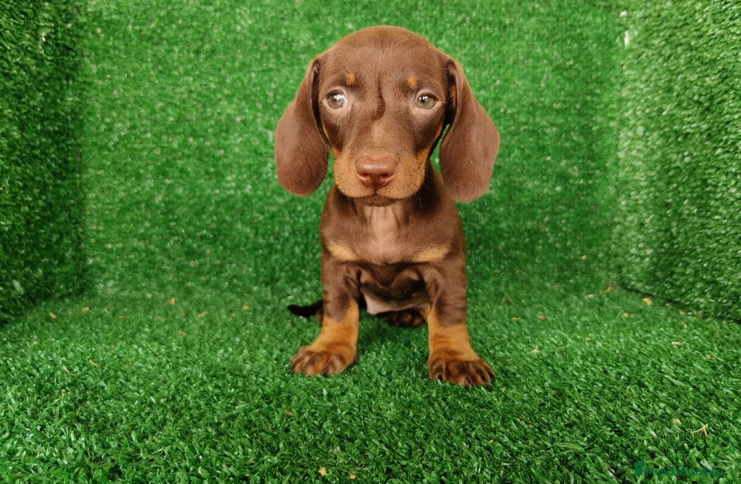 Teckel Miniatura perros en venta: teckel miniatura - Anuncio 2