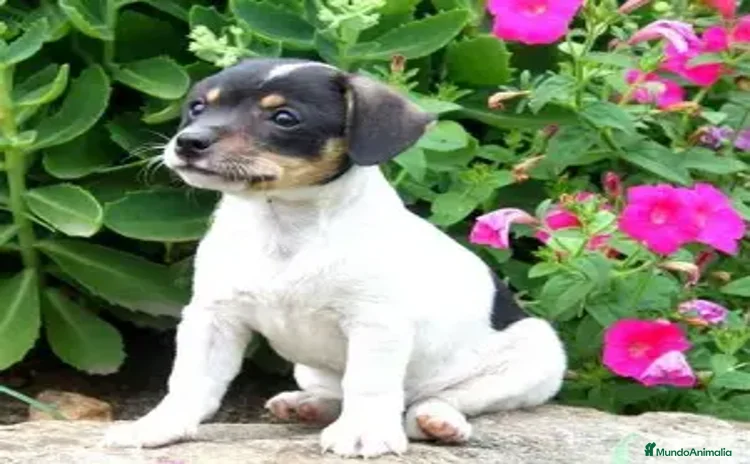 Ratonero Bodeguero Andaluz perros - Propaganda 1