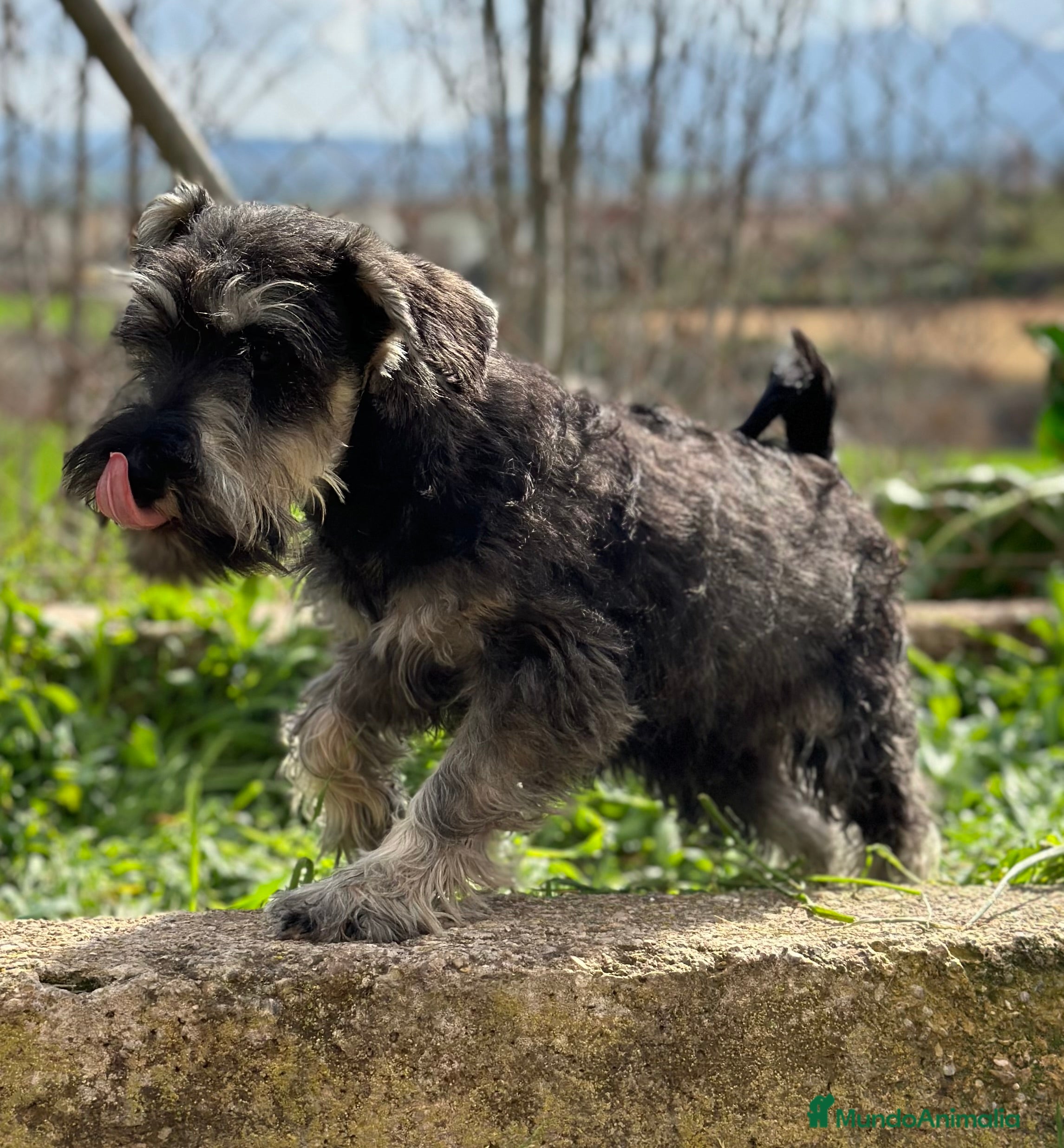 Schnauzer Miniatura perros SCHNAUZER SAL Y PIMIENTA MACHO DISPONIBLE en Barcelona - Anuncio 2