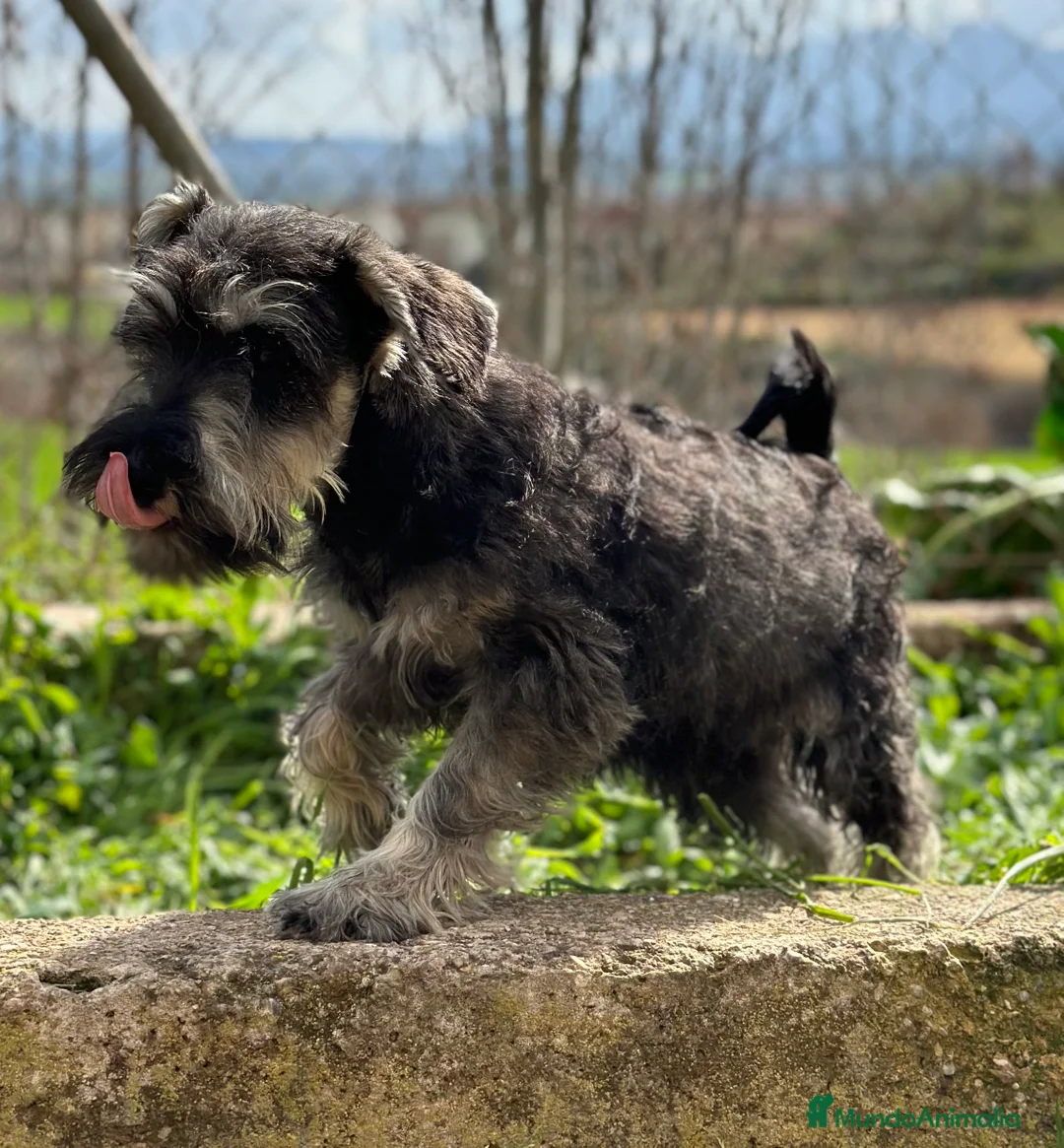 Schnauzer Miniatura perros en venta: SCHNAUZER SAL Y PIMIENTA MACHO DISPONIBLE en Barcelona - Anuncio 2