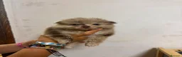 Pomerania perros en venta: Cachorros de Lulú de Pomerania  - Anuncio 2