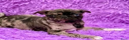 Carlino - Pug perros en venta: Carlino - pug exóticas  - Anuncio 9