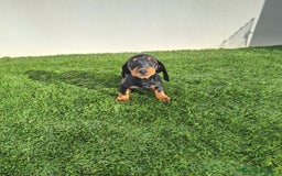 Teckel Miniatura perros en venta: TECKEL MINIATURA  - Anuncio 2