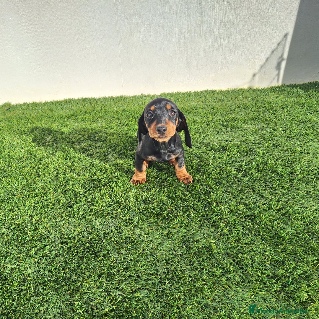 Teckel Miniatura perros en venta: TECKEL MINIATURA  - Anuncio 2