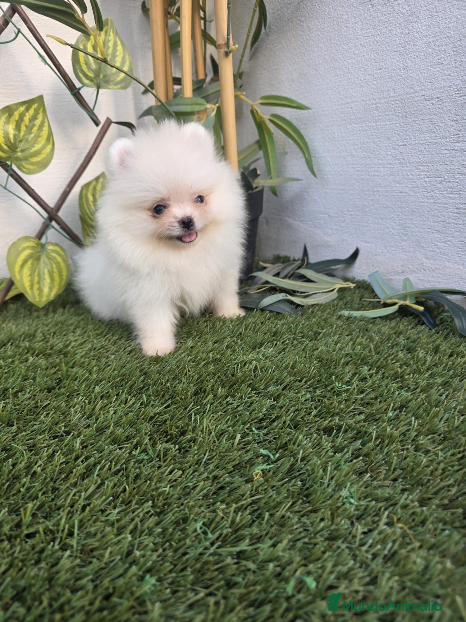 Pomerania perros LULU DE POMERANIA - Anuncio 3