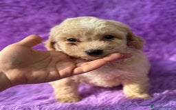 Maltipoo perros en venta: Maltipoo apricot - Imagen 5