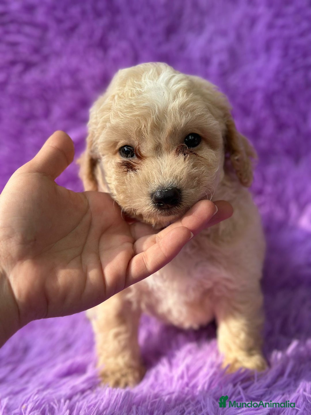 Maltipoo perros en venta: Maltipoo apricot - Imagen 5