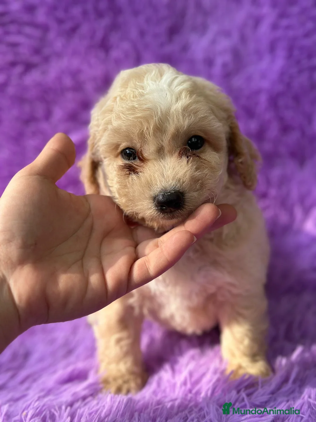 Maltipoo perros en venta: Maltipoo apricot - Anuncio 5