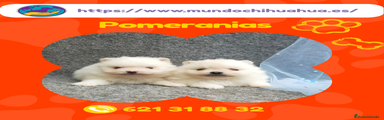 Pomerania Cachorro 1