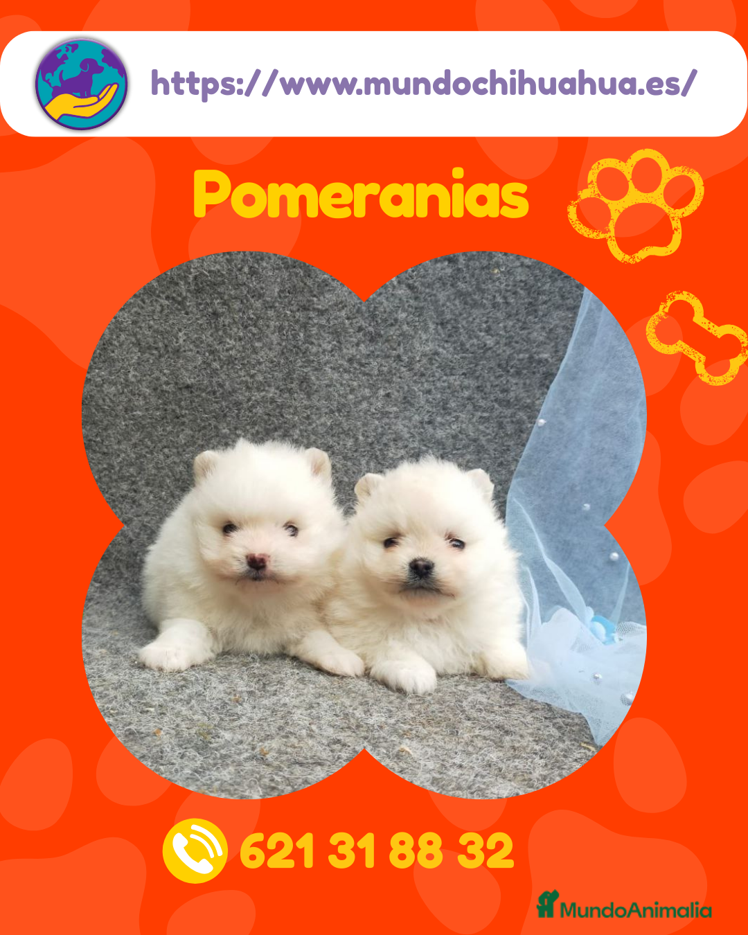 Pomerania perros en venta: Pomeranias enanos disponibles 🎀 - Anuncio 1