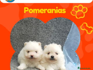 Pomerania perros Pomeranias enanos disponibles 🎀 - Anuncio 25
