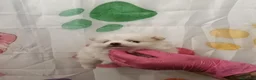 Pomerania perros en venta: Pomerania  - Anuncio 7