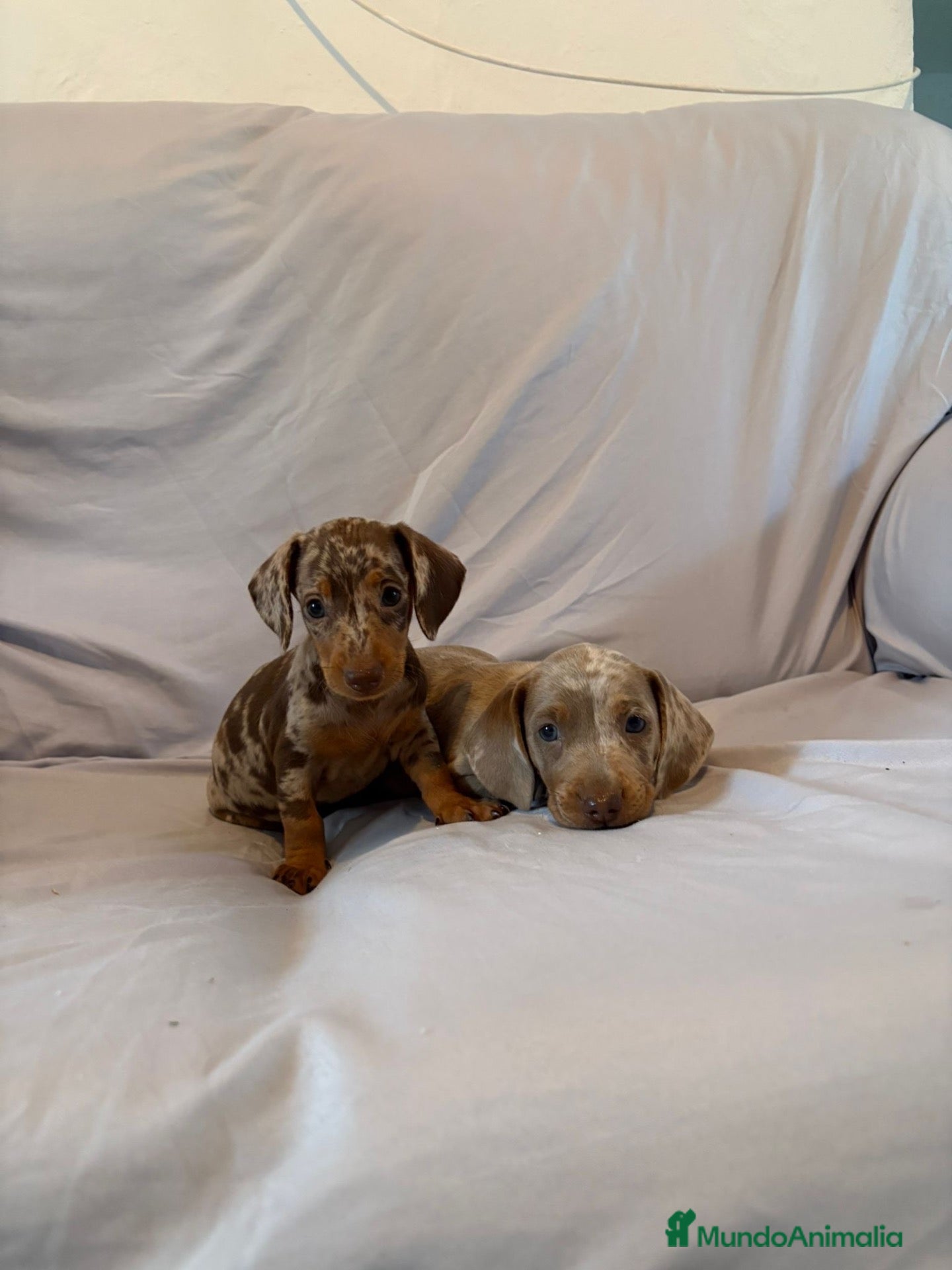 Teckel Miniatura perros Cachorros de Teckel Kaninchen y Miniatura  - Anuncio 1