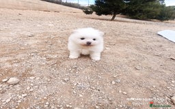 Pomerania perros en venta: MACHITO CHIQUITIN DE POMERANIA - Anuncio 3