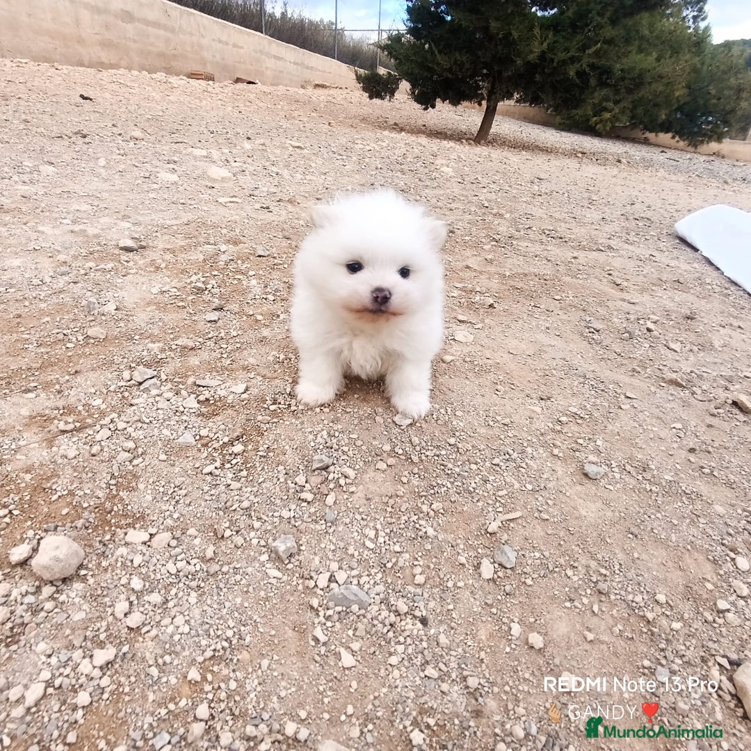 Pomerania perros en venta: MACHITO CHIQUITIN DE POMERANIA - Anuncio 3
