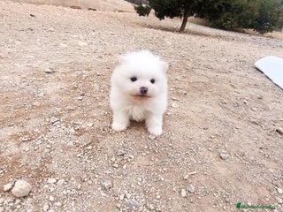 Pomerania perros MACHITO CHIQUITIN DE POMERANIA - Anuncio 3