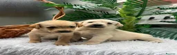 Labrador Retriever perros en venta: LABRADOR RETREVIER - Anuncio 12