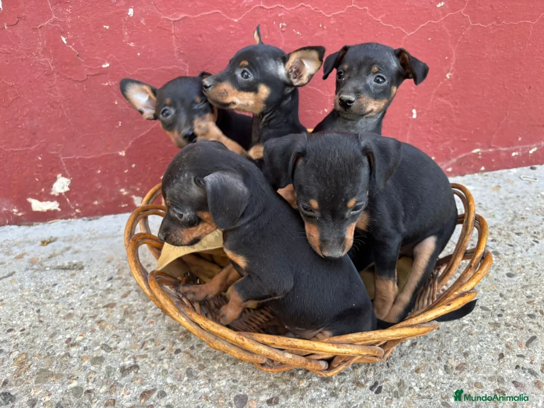Ratón de Praga perros en venta: Ratón de praga - Anuncio 4