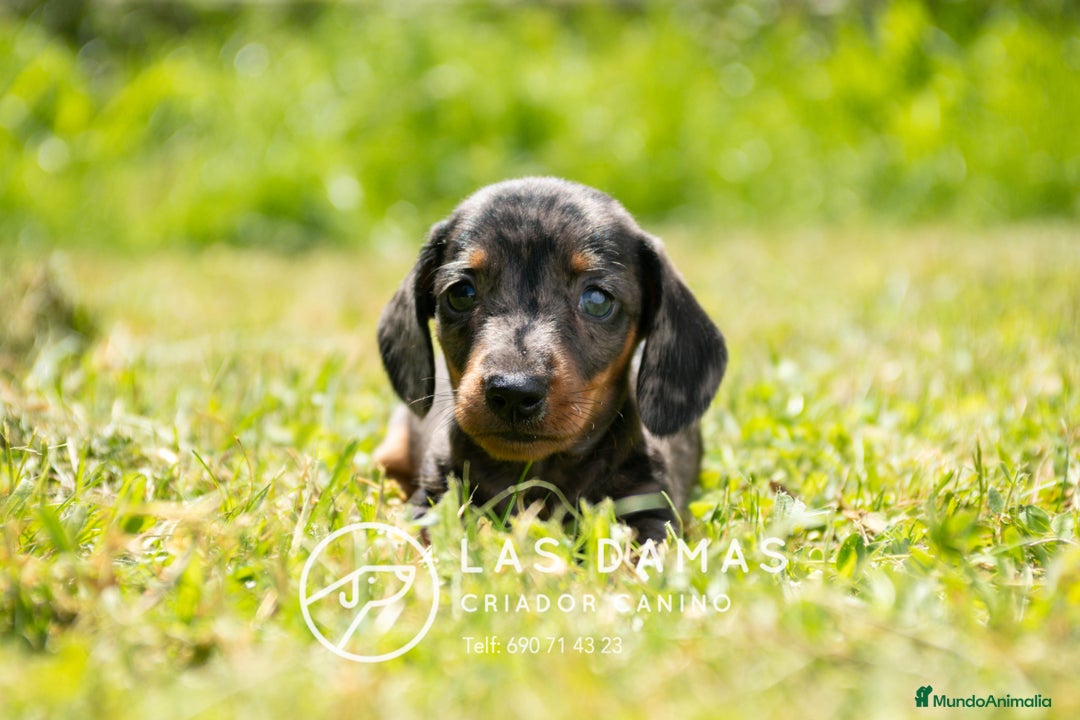 Teckel perros en venta: Teckel 🌭 Pequeños de patas, grandes de alma - Imagen 2