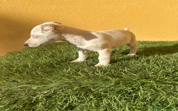 Jack Russell Terrier perros en venta: Hembra Jack Russell Terrier ojo azul pata corta  - Imagen 10