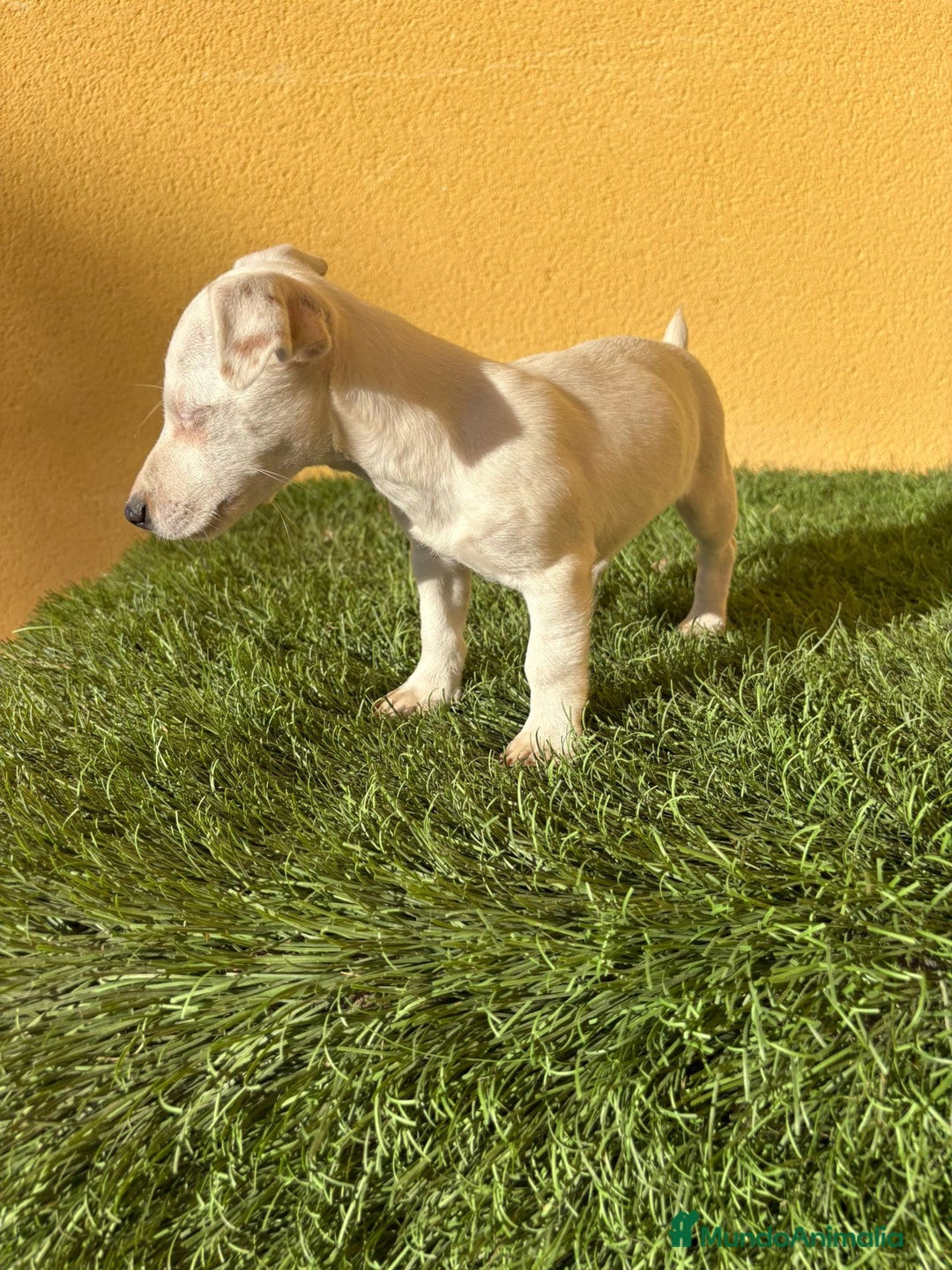 Jack Russell Terrier perros en venta: Hembra Jack Russell Terrier ojo azul pata corta  - Imagen 10