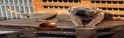 Cane Corso perros en venta: Cachorros de cane corso en Barcelona  - Anuncio 3