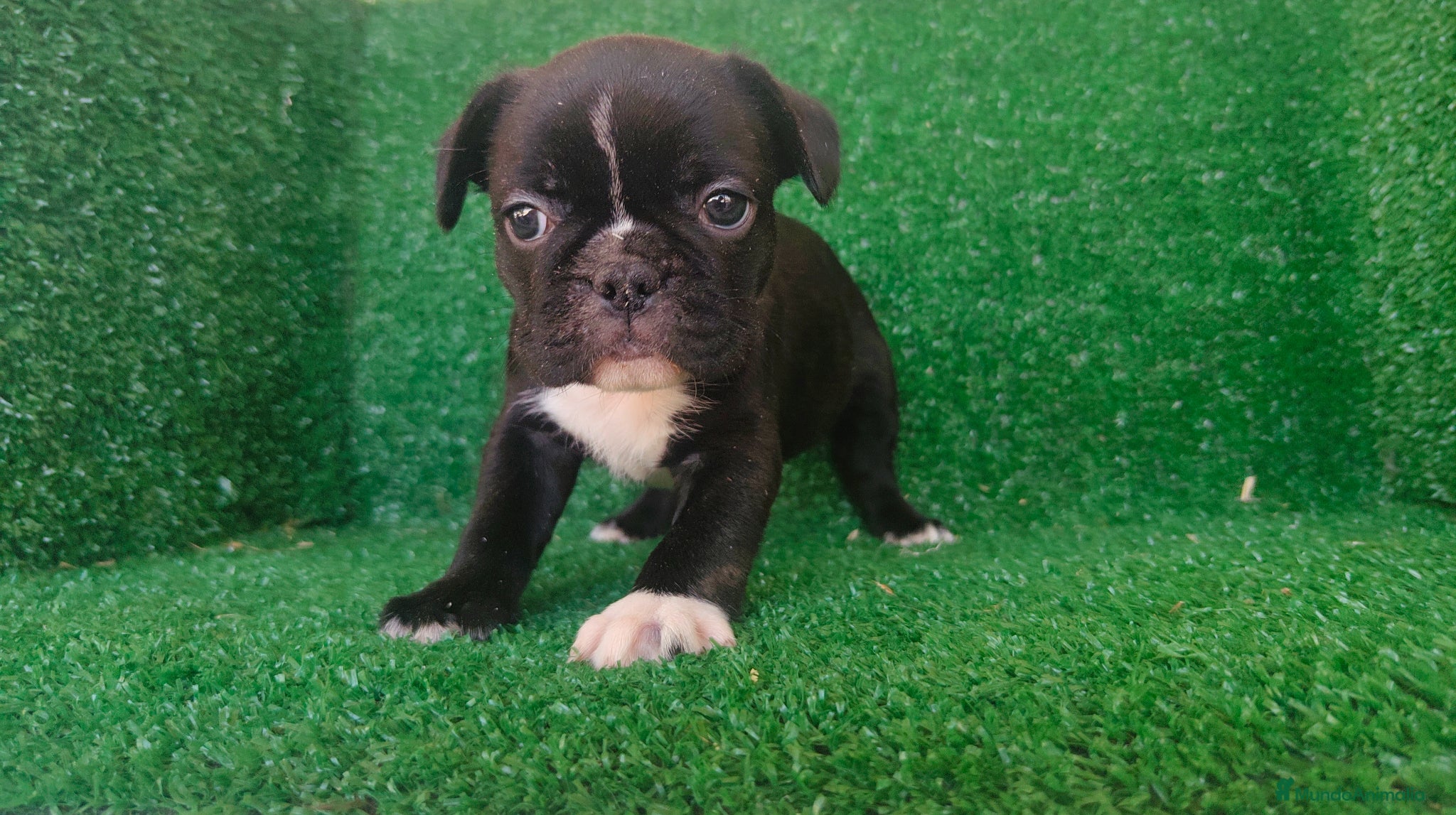 Bulldog Francés perros Bulldog francés  - Anuncio 1