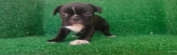 Bulldog Francés perros en venta: Bulldog francés  - Anuncio 1