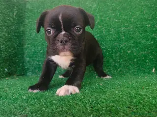 Bulldog Francés perros Bulldog francés - Anuncio 1