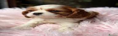 Cavalier King Charles Spaniel Cachorro 1
