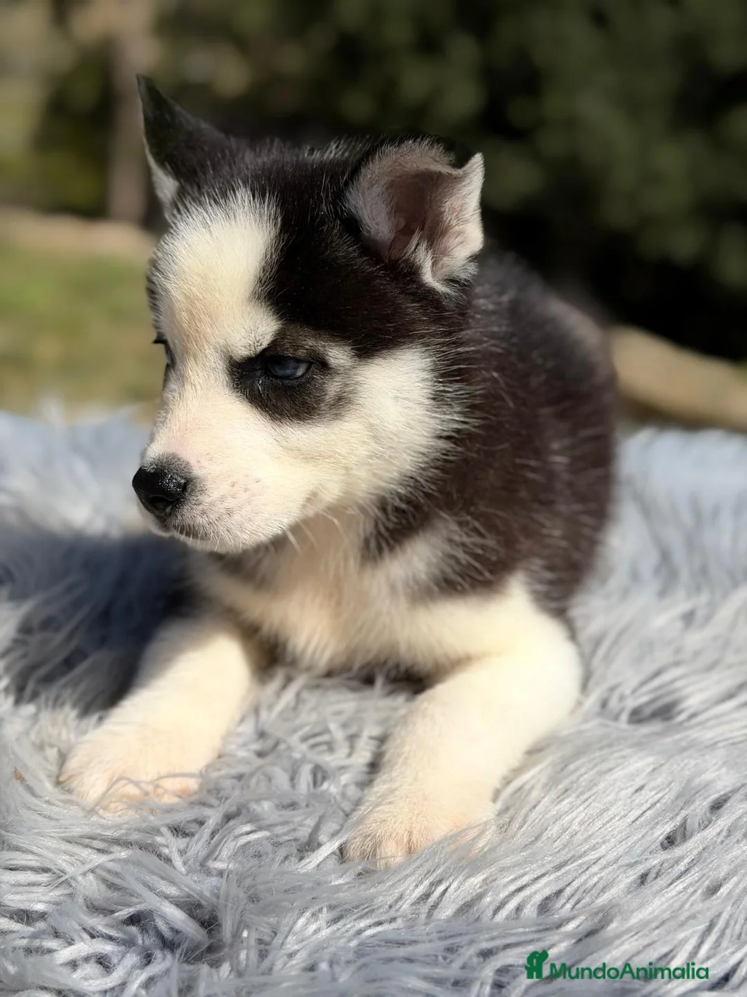 Husky Siberiano perros en venta: HUSKY SIBERIANO NEGRO - Anuncio 4