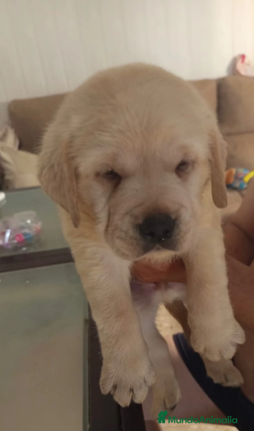 Labrador Retriever perros en venta: Labrador retriever dorado🐶🐾 - Anuncio 1