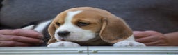 Beagle perros en venta: BEAGLE LIATOS PARA ENTREGAR /// en Badajoz - Anuncio 2