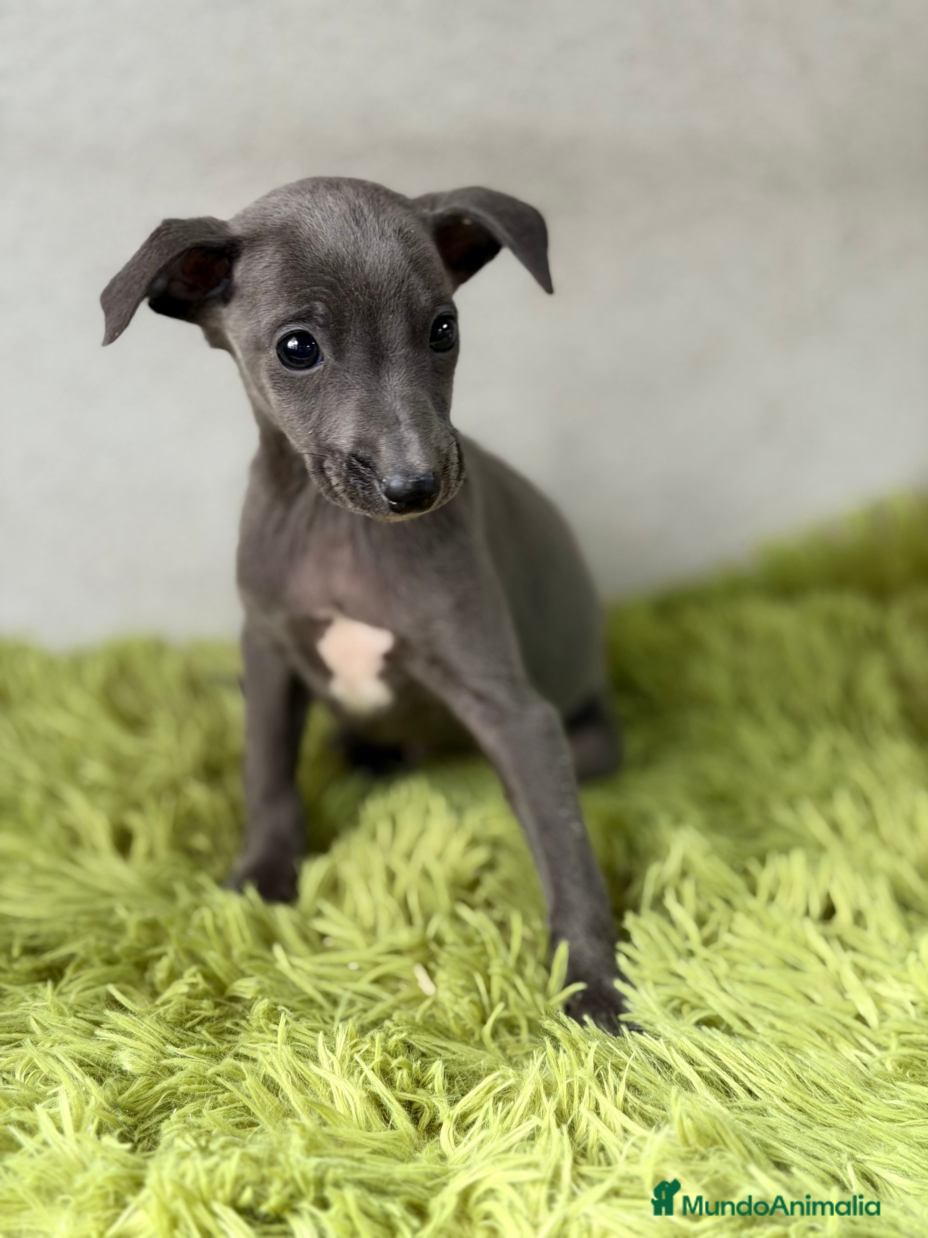 Pequeño Lebrel Italiano perros Piccolo italiano  - Anuncio 6
