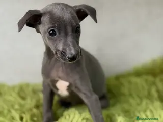 Pequeño Lebrel Italiano perros Piccolo italiano - Anuncio 35