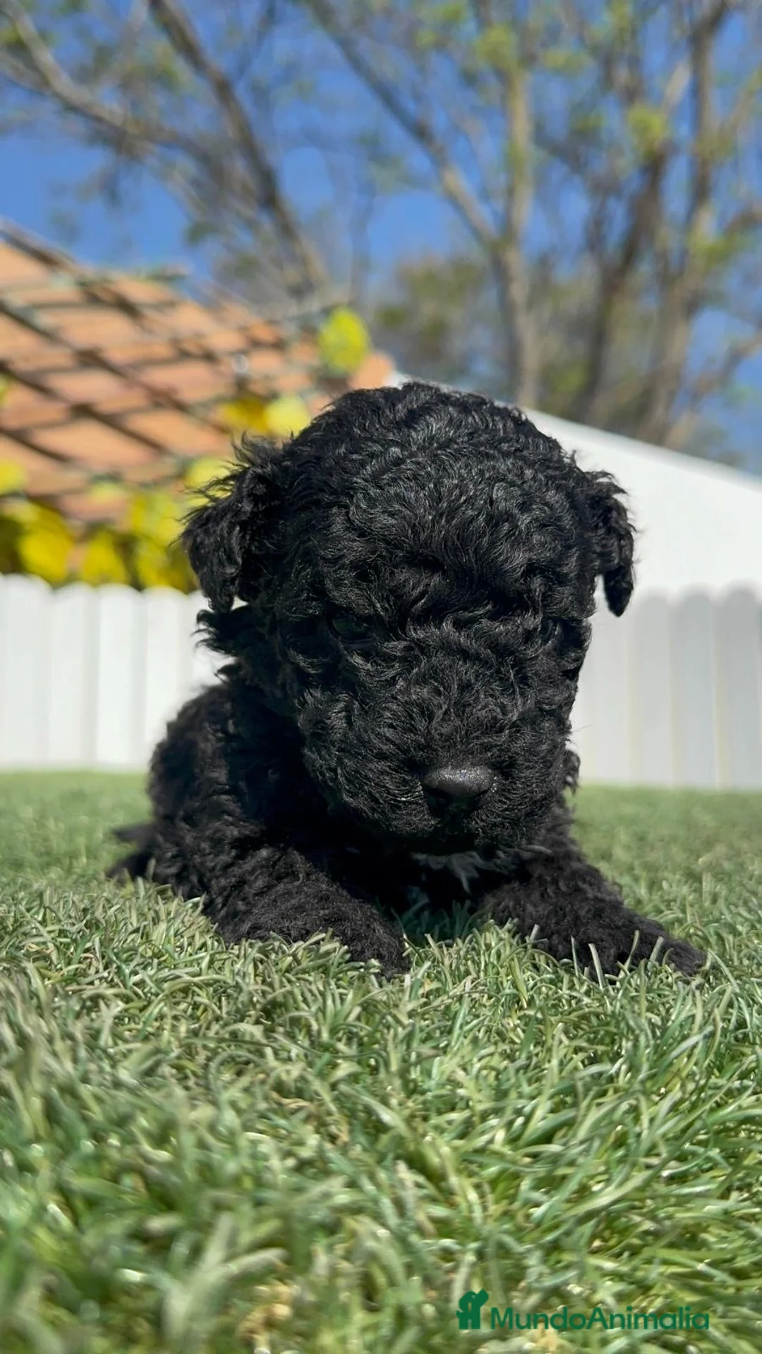 Perro de Agua Español perros en venta: PERRO DE AGUA  - Anuncio 2