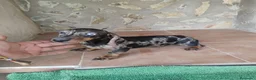 Teckel Miniatura perros en venta: Cachorra teckel arlequín plata  - Anuncio 2