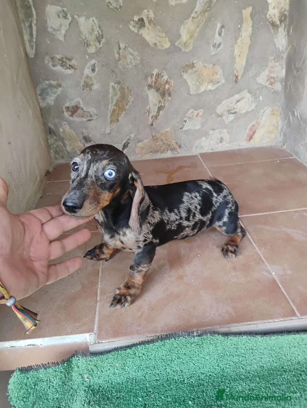 Teckel Miniatura perros en venta: Cachorra teckel arlequín plata  - Anuncio 2