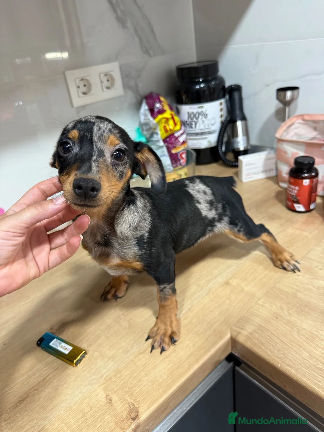 Pinscher Miniatura perros en venta: Mini pincher Exoticos  - Anuncio 8