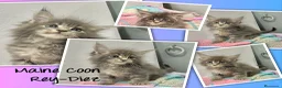 Maine Coon gatos en venta: Black tabby y Blue tabby - Anuncio 2