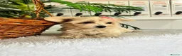 Maltipoo perros en venta: MALTIPOO HEMBRA - Anuncio 7